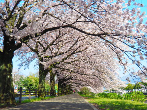 ゆったり、自由に、桜を巡る「お花見タクシー」