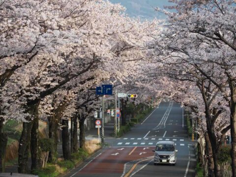 １万本の桜が咲くまち　秦野