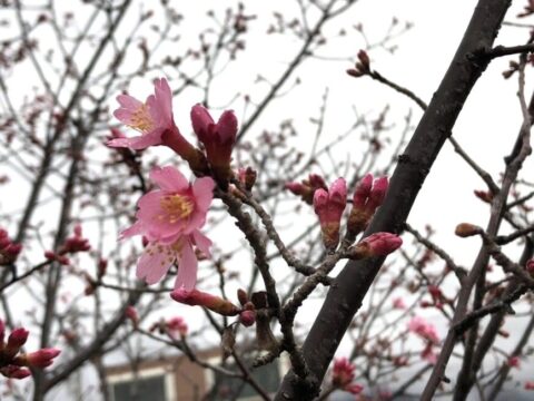 おかめ桜が開花しました！