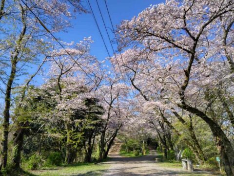 【2024年3月23日(土)開催】桜並木をゆったり散策「ポニー乗馬体験」