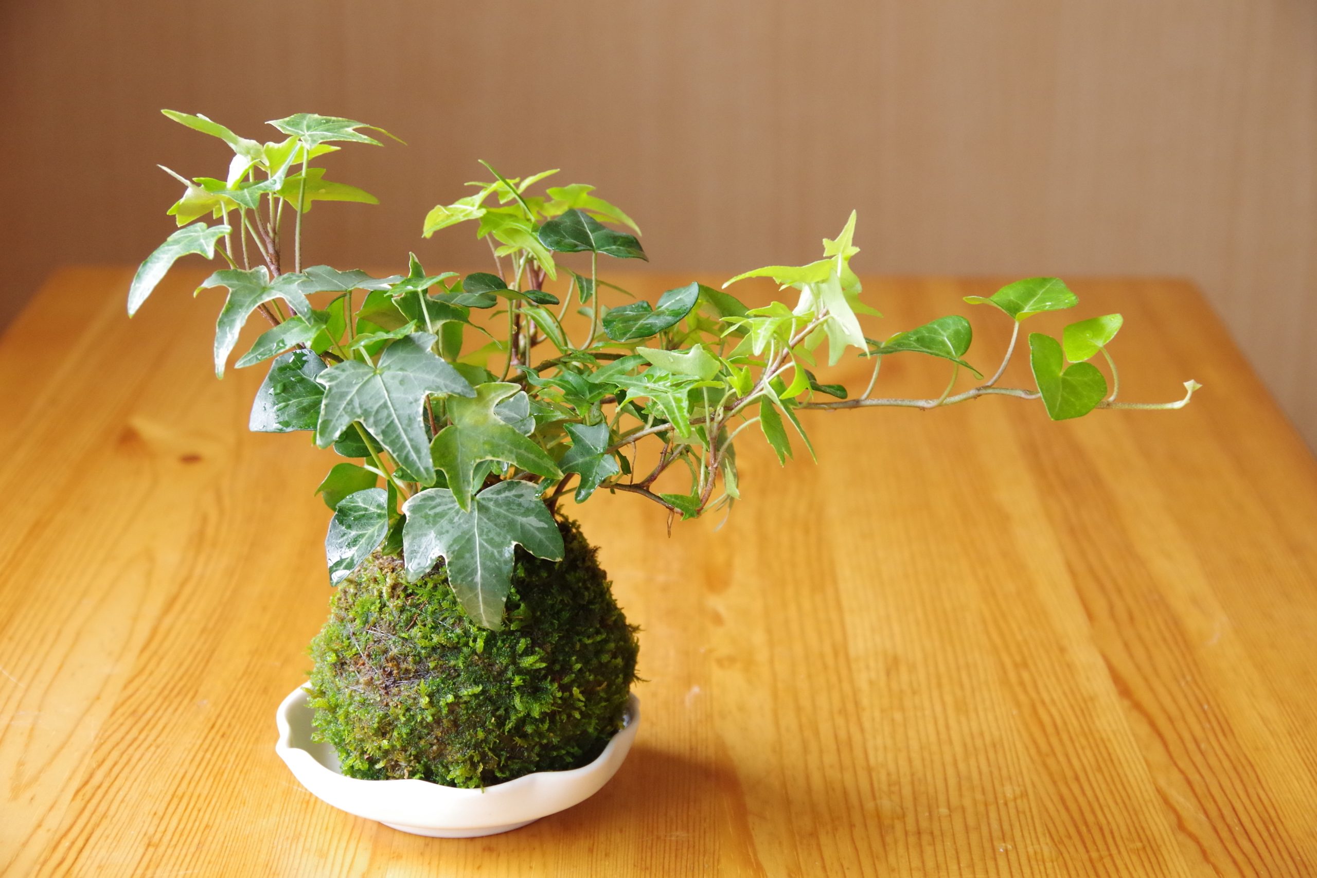 2024年8月4日（日）開催】 苔玉作り”丹沢の苔”で苔玉作り！ – OMOTAN 
