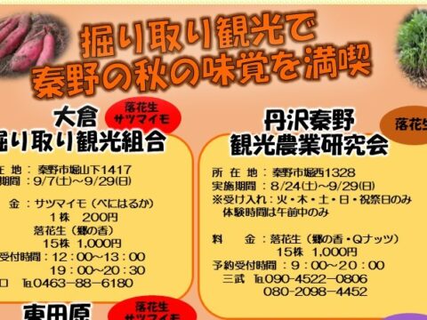 落花生・サツマイモの収穫で秋の味覚を満喫！